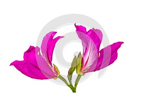 Closed up pink Bauhinia purpurea isolate flower or Butterfly Tree, Orchid Tree, isolated on white background.Saved with clipping