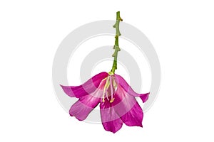 Closed up pink Bauhinia purpurea isolate flower or Butterfly Tree, Orchid Tree, isolated on white background.Saved with clipping