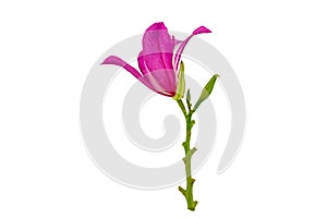 Closed up pink Bauhinia purpurea isolate flower or Butterfly Tree, Orchid Tree, isolated on white background.Saved with clipping