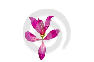 Closed up pink Bauhinia purpurea isolate flower or Butterfly Tree, Orchid Tree, isolated on white background.Saved with clipping