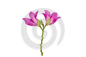 Closed up pink Bauhinia purpurea isolate flower or Butterfly Tree, Orchid Tree, isolated on white background.Saved with clipping