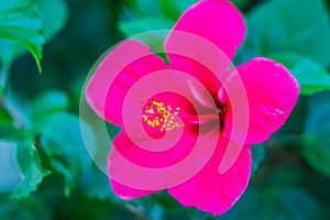 Closed up of pink Hibiscus Rosa-Sinensis \'Ritzy\' also known as Chinese hibiscus, China rose, Hawaiian hibiscus and shoeblackplan photo