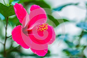 Closed up of pink Hibiscus Rosa-Sinensis \'Ritzy\' also known as Chinese hibiscus, China rose, Hawaiian hibiscus and shoeblackplan photo