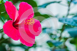 Closed up of pink Hibiscus Rosa-Sinensis \'Ritzy\' also known as Chinese hibiscus, China rose, Hawaiian hibiscus and shoeblackplan