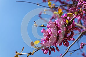 Closed up of pink Judas, Judasbaum Cercis siliquastrum flowers photo