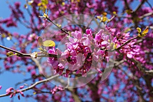 Closed up of pink Judas, Judasbaum Cercis siliquastrum flowers photo