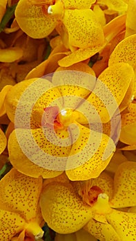 Closed up pollen and petals of yellow  orchid
