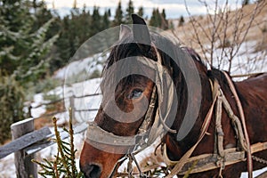 Closed up portrait of brown harnessed horse on the background of