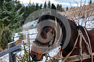 Closed up portrait of brown harnessed horse on the background of