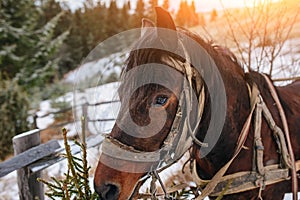 Closed up portrait of brown harnessed horse on the background of