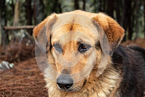 Closed up portrait to a yellow/black mixed breed dog