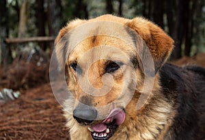 Closed up portrait to a yellow/black mixed breed dog  with its tongue hanging out in savoring actitud photo