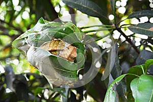 Closed up the red ant nest on a tree