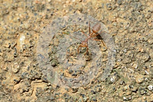 Closed up : Red ant working on tree in the garden