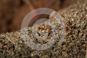 Closed up : Red ant working on tree in the garden