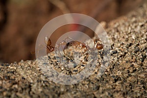 Closed up : Red ant working on tree in the garden