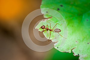 Closed up : Red ant working on tree in the garden