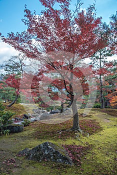 Closed up red maple leave in Japan