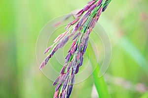 Closed up Riceberry rice grain in paddy farm