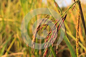 Closed up Riceberry rice in the rice field