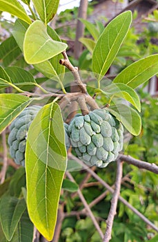 Closed up of sarikaya or custard apple balanagar or sharifa fruit or shareefa or international dragon fruit or photo