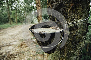 selective focus image of latex extracted from rubber tree for natural rubber industries