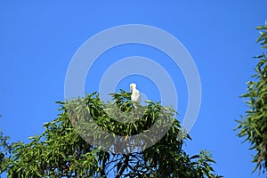 Closed up shore bird birds in an tree, Intermediate egret Area intermedia, Nepal