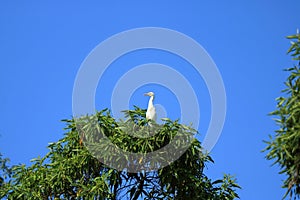 Closed up shore bird birds in an tree, Intermediate egret Area intermedia, Nepal