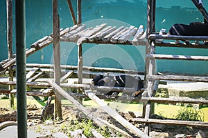 Closed up shot of Malaysan Sunbear photo