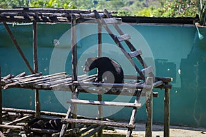 Closed up shot of Malaysan Sunbear photo