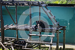 Closed up shot of Malaysan Sunbear photo