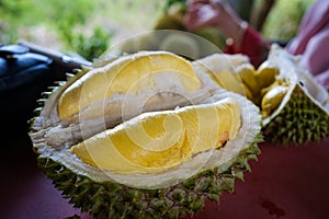 Closed up shot of The Musang King durian