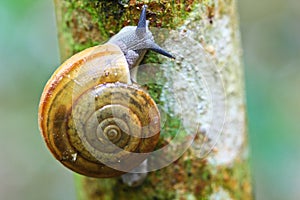 Closed up of snail