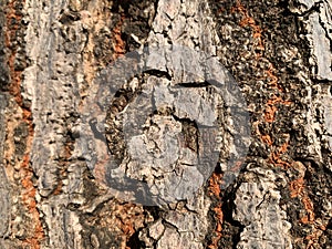 The closed up of surface of a large brown tree trunk, tree texture with brown black glay abstract line as natural background photo
