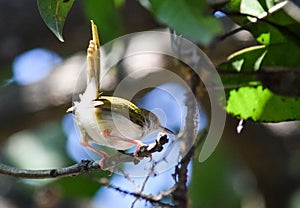 Closed up tailorbird & x28;Orthotomus atrogularis& x29;, Angel level, front shot on the branch in Matale , central Srilanka