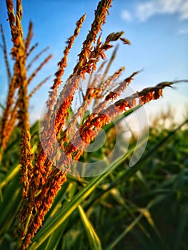 Closed up tassel and corn pollen.