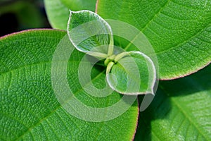 Closed up texture of vibrant green young hairy leaves