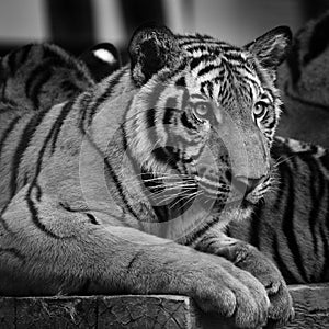 Closed up of tiger in black and white tone