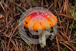 Closed up to a  Orange and red mushroom into forest photo