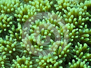 Closed up to polyp coral Galaxea