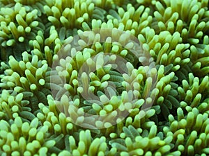 Closed up to polyp coral Galaxea