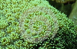 Closed up to polyp coral Galaxea