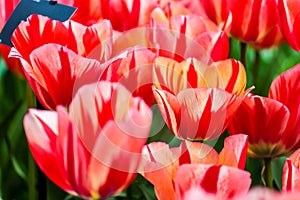 Closed up of tulip flowers in the garden