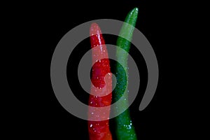 Closed up of two fresh chili red and green with drops of water isolate on black background