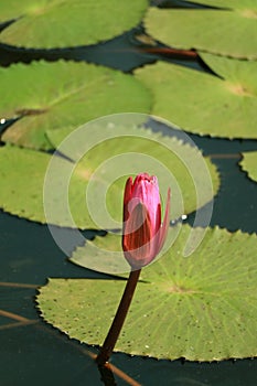 Closed Up Vivid Pink Lotus Flower Bud Growing in the Pond Full of Vibrant Green Lotus Leaves