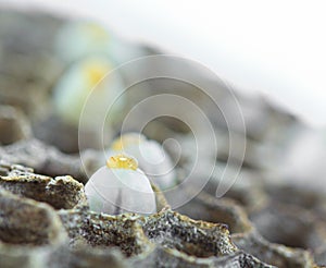 Closed up of wasp egg