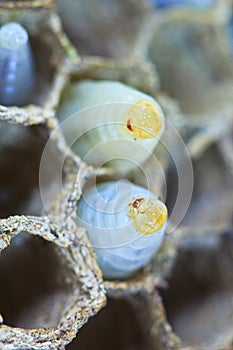 Closed up of wasp egg