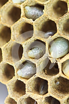 Closed up of wasp egg
