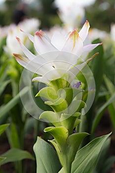 Closed Up White Siam tulip