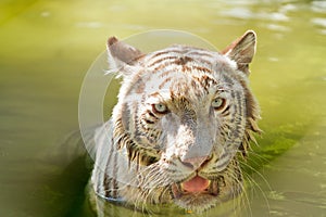 Closed-up white Tiger face